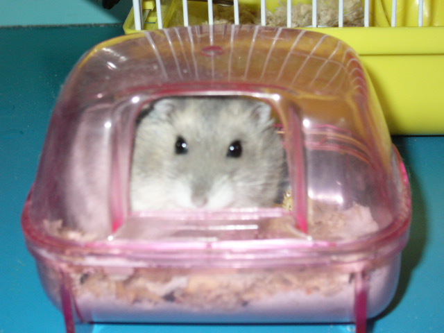 Joel taking his dust bath in the hamster bathroom. Hamsters clean themselves by rolling about in a dust (much like chinchillas). I always provide a du