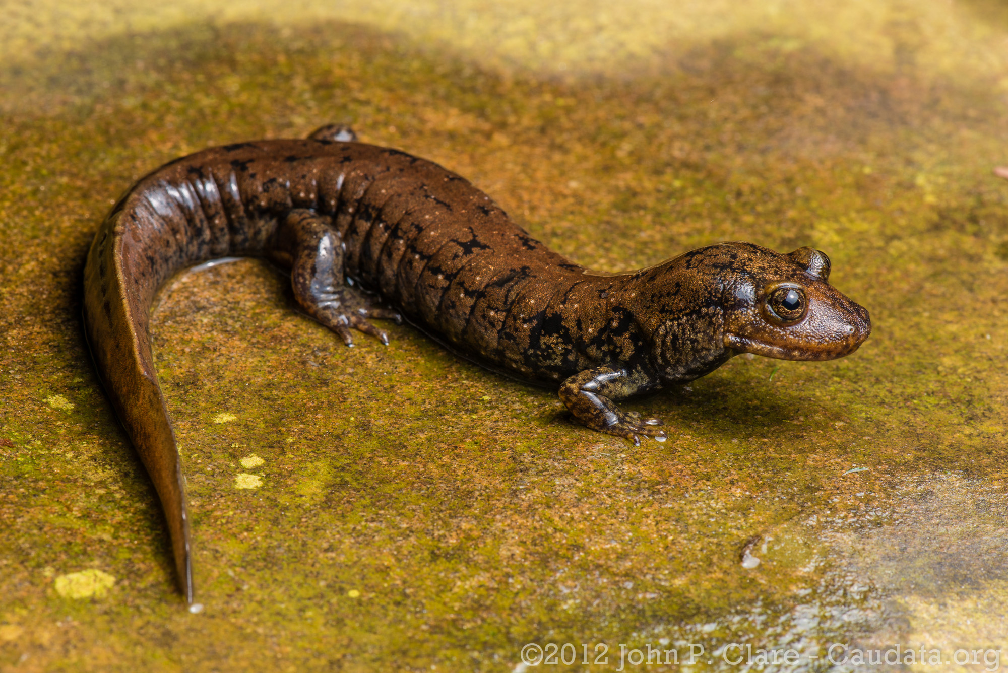 John Clare - Desmognathus quadramaculatus