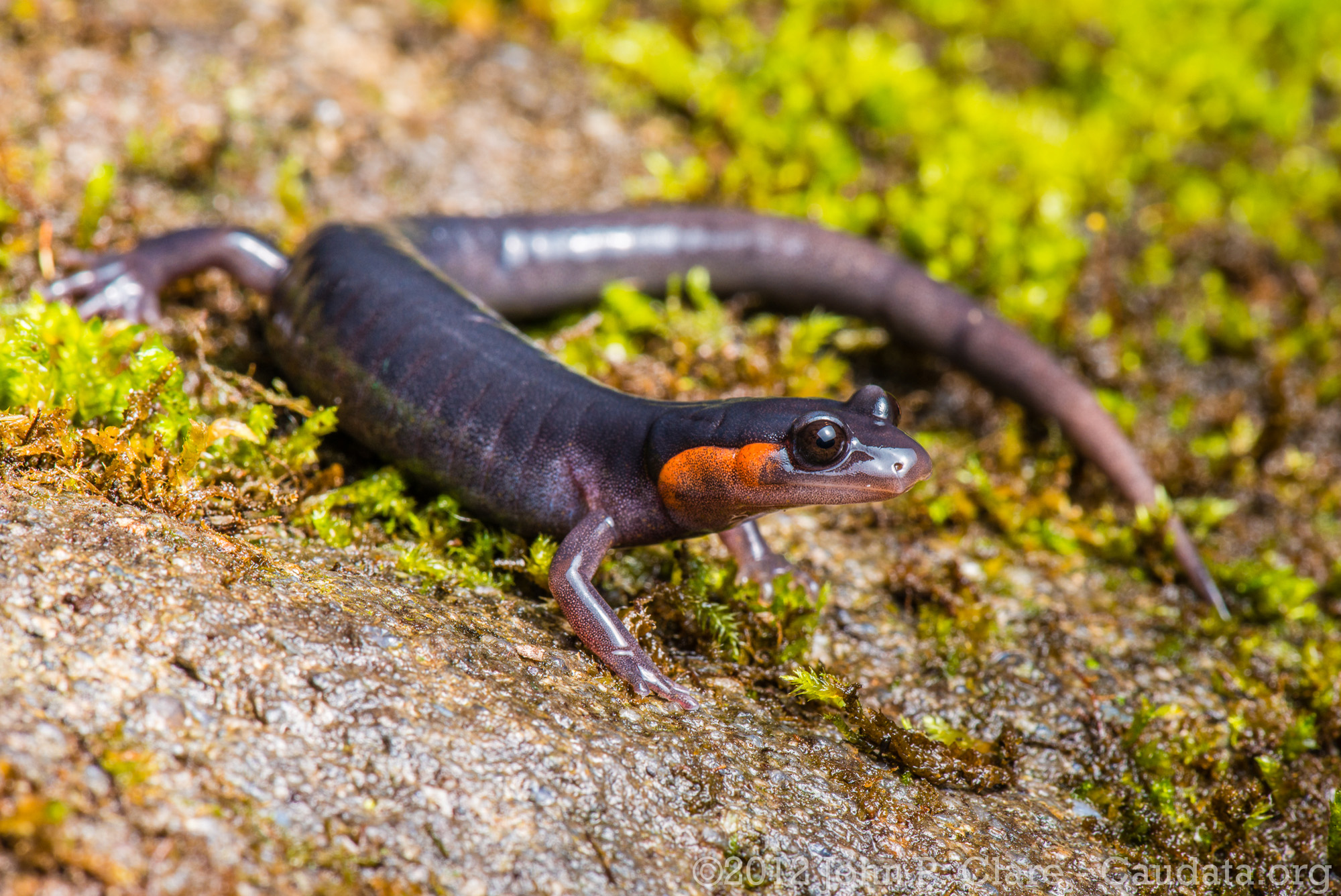 John Clare - Plethodon jordani