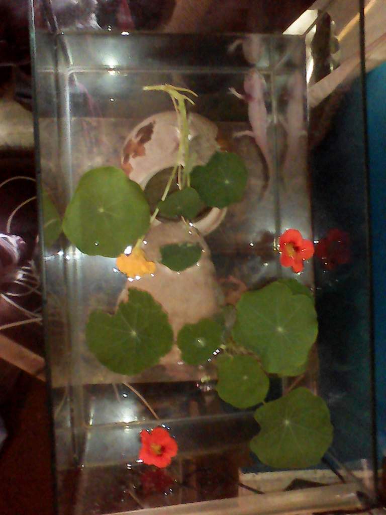 Jones Residence - Nasturtium Season (top view)