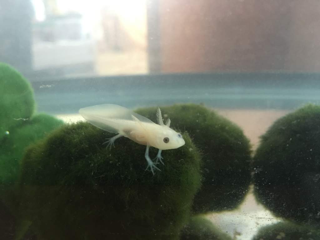 July 5, 2016. Chillin' on a marimo moss ball.