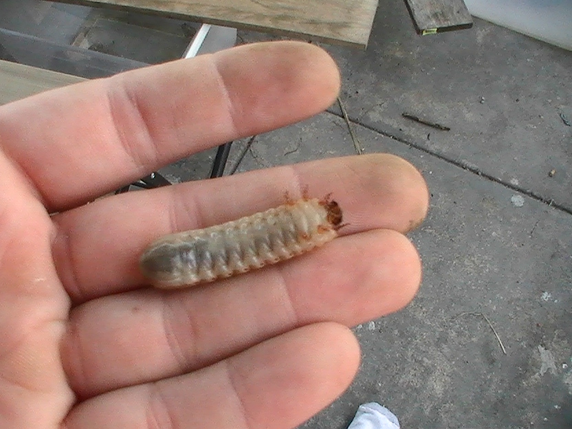 june bug grub