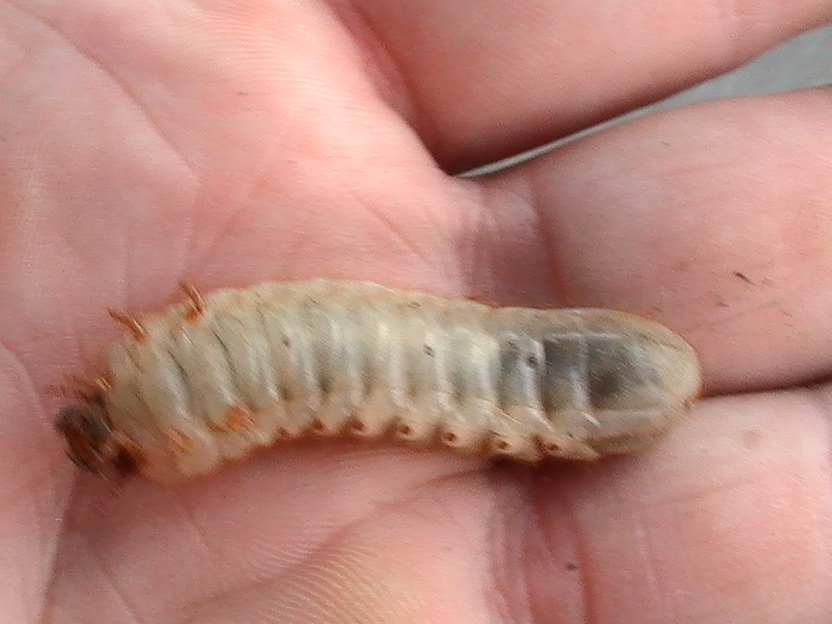 june bug grub