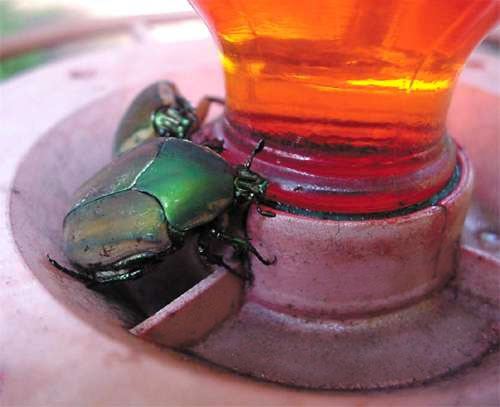 June bugs at a  hummingbird feeder