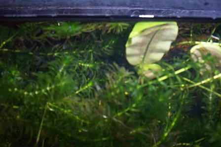 Just a shot of the density of plant life in my Noto tank.