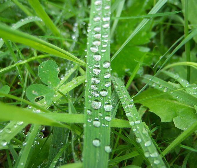 Just water beading on grass in the backyard