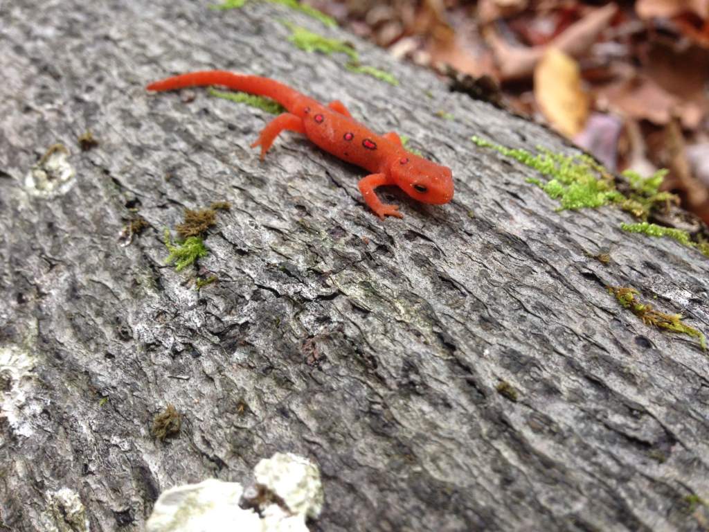 juv. Red-spotted Newt (Notophthalmus viridescens viridescens)