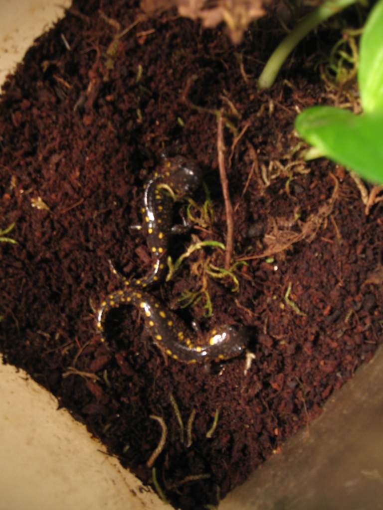 juvenile (Ambystoma maculatum )