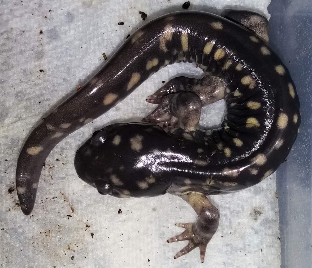 Juvenile Ambystoma tigrinum cb 2016