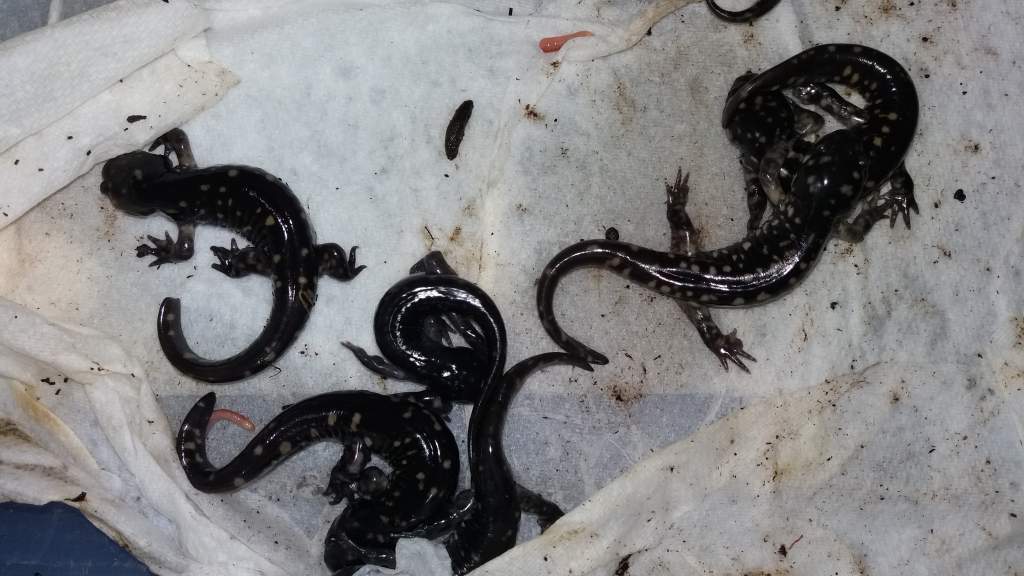 Juvenile Ambystoma tigrinum cb 2016