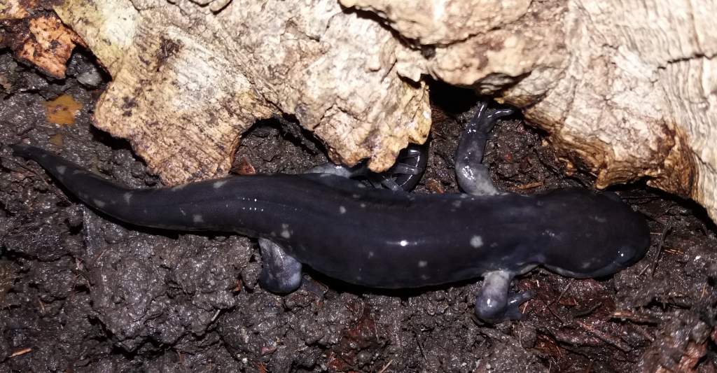 Juvenile Ambystoma tigrinum cb 2016