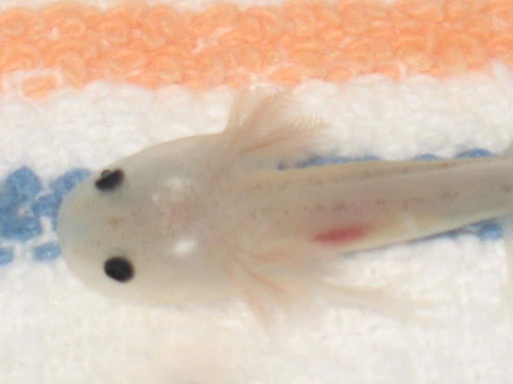 Juvenile Axolotl prior to meal.