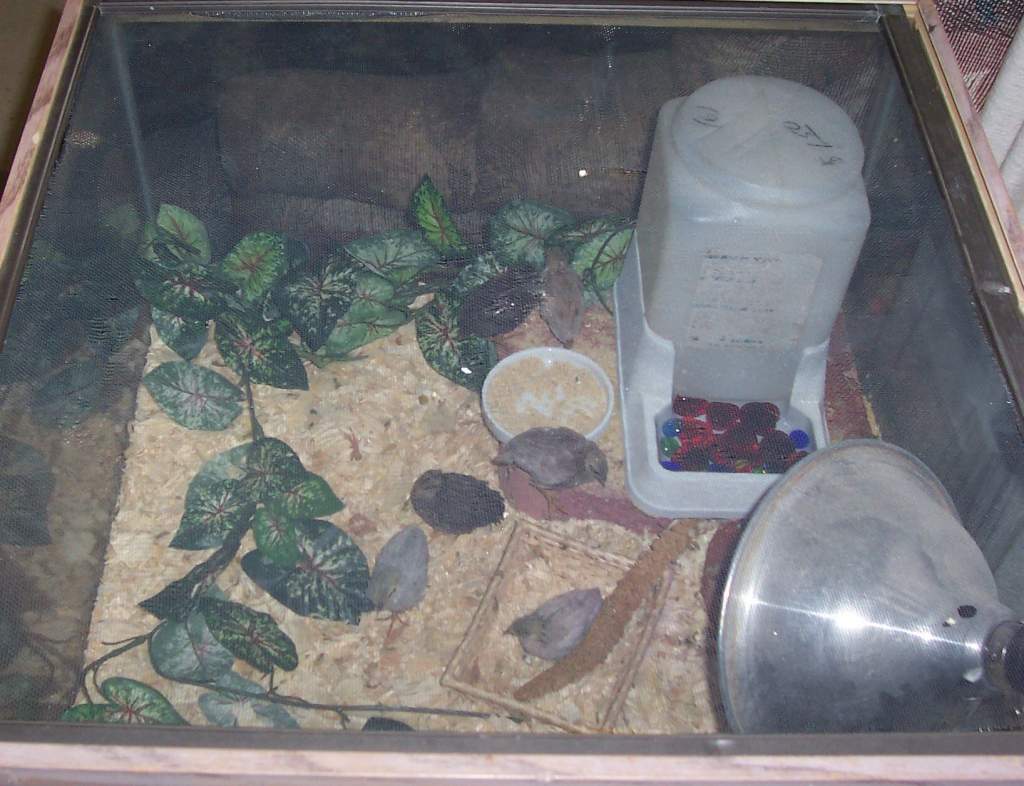 Juvenile button quail.  That is a standard cat feeder with marbles in it.