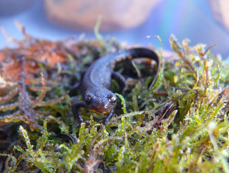 Juvenile Cynops pyrrhogaster