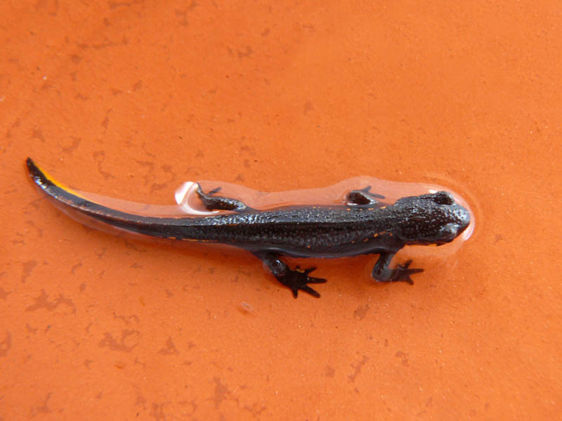 Juvenile Cynops pyrrhogaster