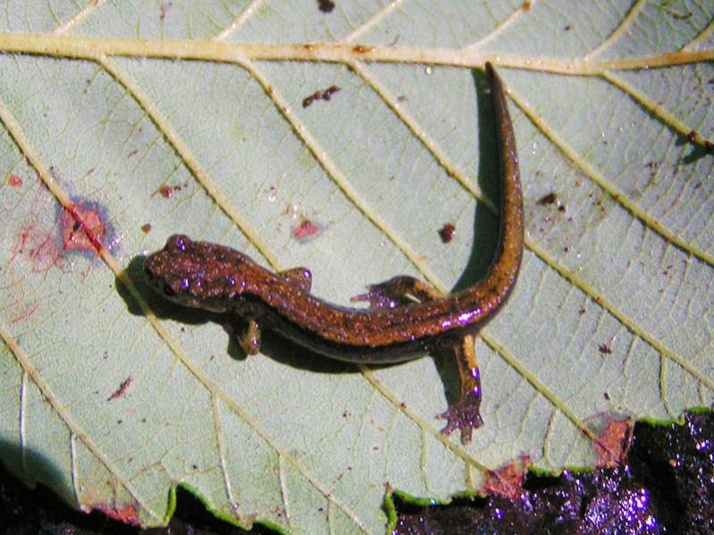 Juvenile Dunn's Salamander (Plethodon dunni)