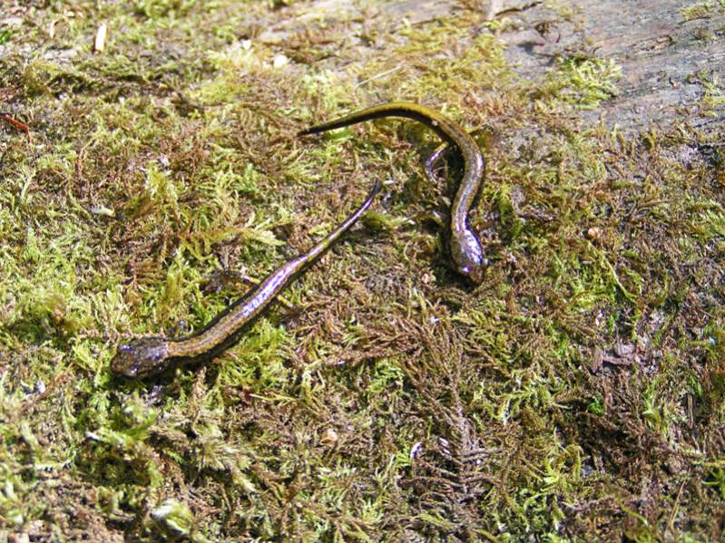 Juvenile Dunn's Salamanders (Plethodon dunni)