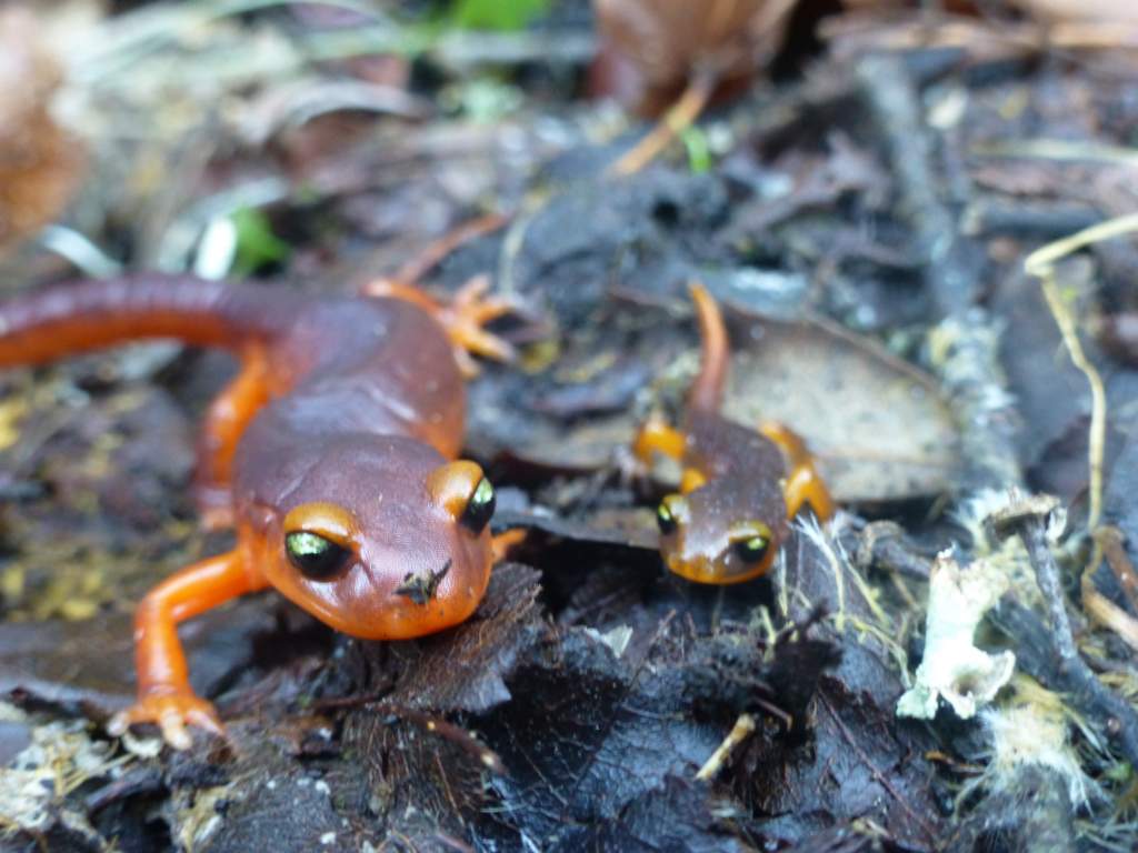 Juvenile Ensatina and Adult