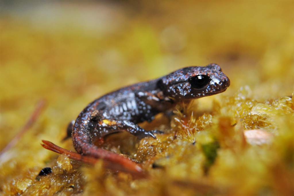 Juvenile Ensatina e. oregonensis