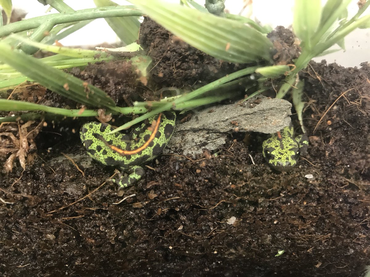 Juvenile Marbled newts