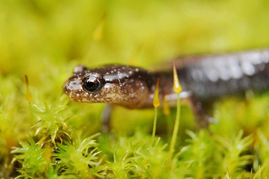 Juvenile Plethodon vehiculum