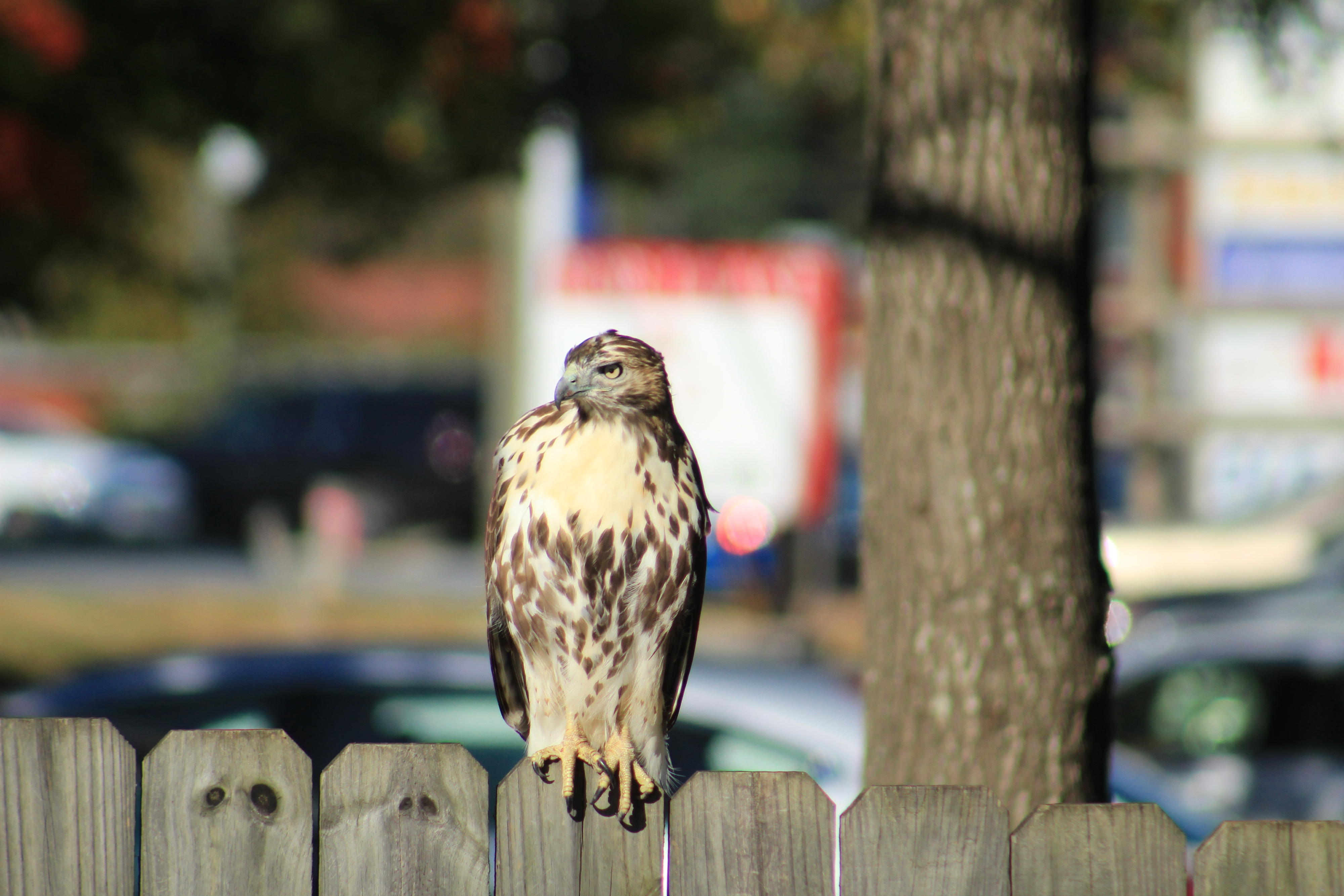 Juvenile Red-tailed hawk