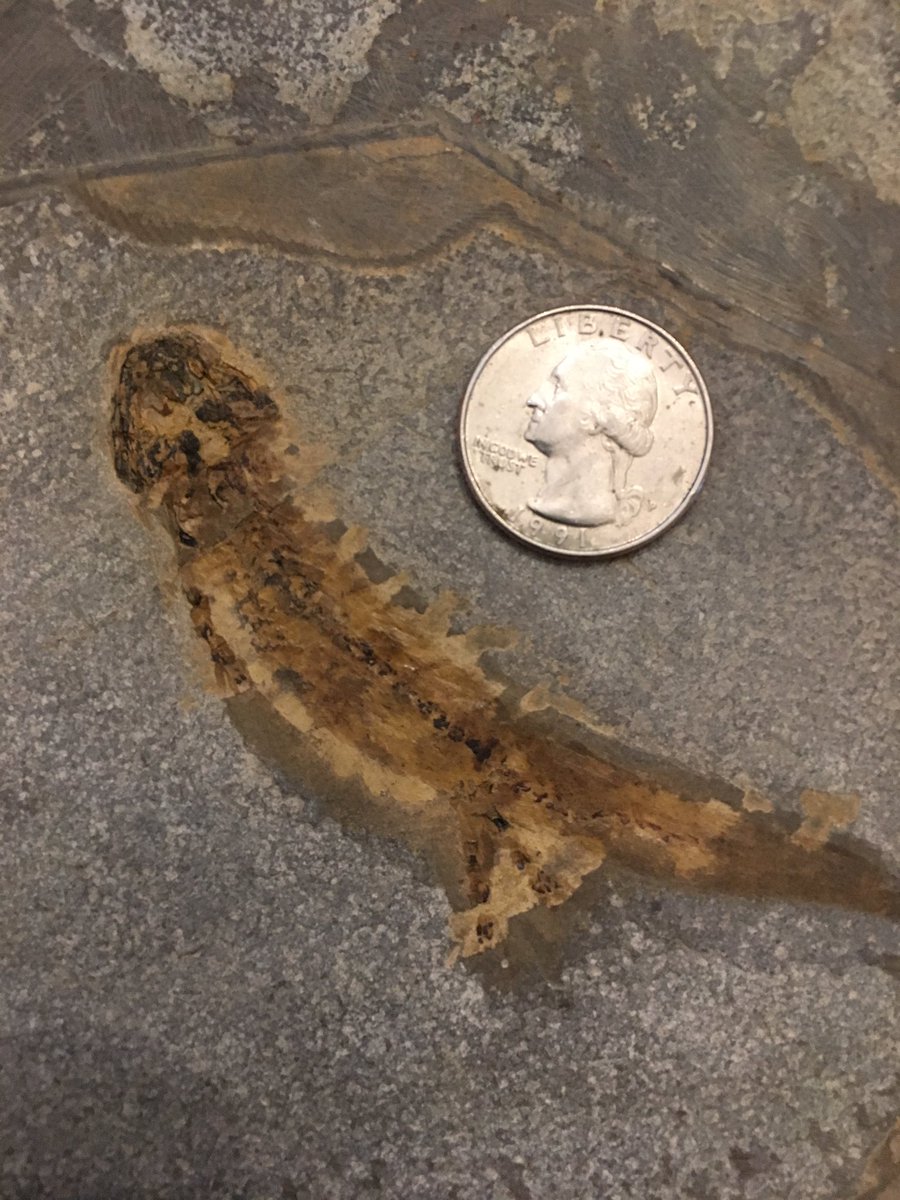 Juvenile Scelerocephalus, a caudate-like Permian temnospondyl from Germany with an American 25 cent piece for scale.