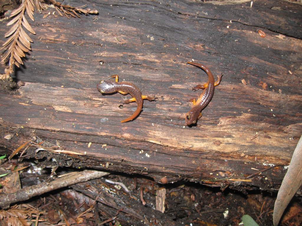 Juveniles, Santa Cruz County