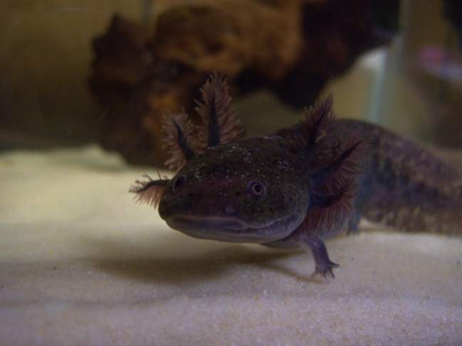 Kahlua after a week in his new home. New purplish gills and a longer front leg and longer toes growing after being bitten off by his tankmates at the 