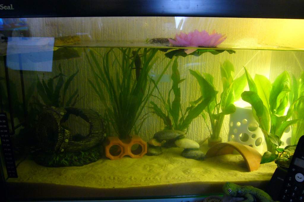 KANES TANK