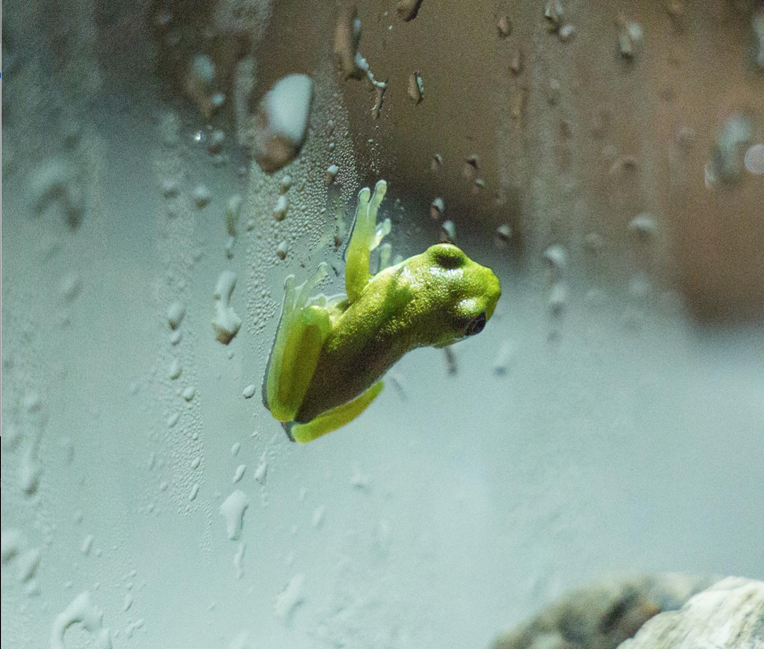 Kanye, American green tree frog