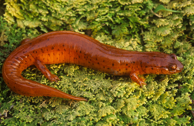 Kentucky Spring Salamander (Gyrinophilus porphyriticus duryi)