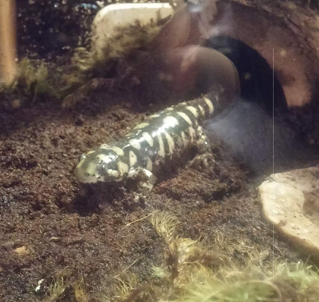 Kira-ki in his new enclosure <3