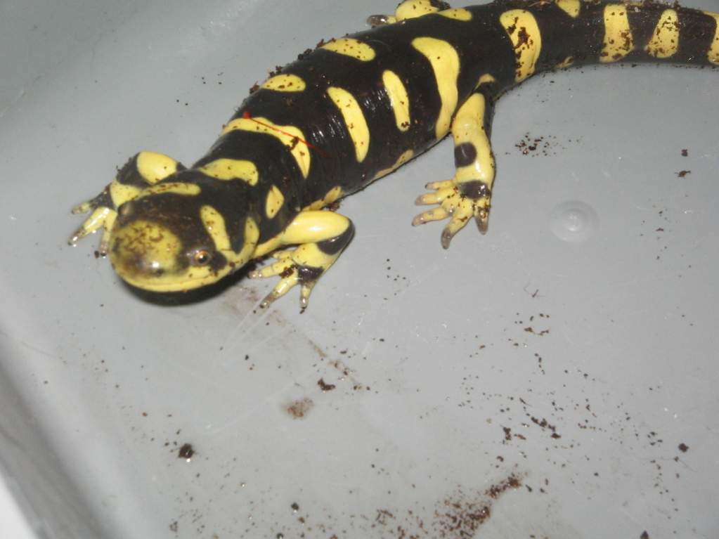 "Klaus", my Ambystoma mavortium "Texas barred tiger".