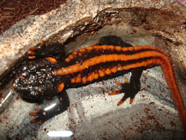 Knobby Newt