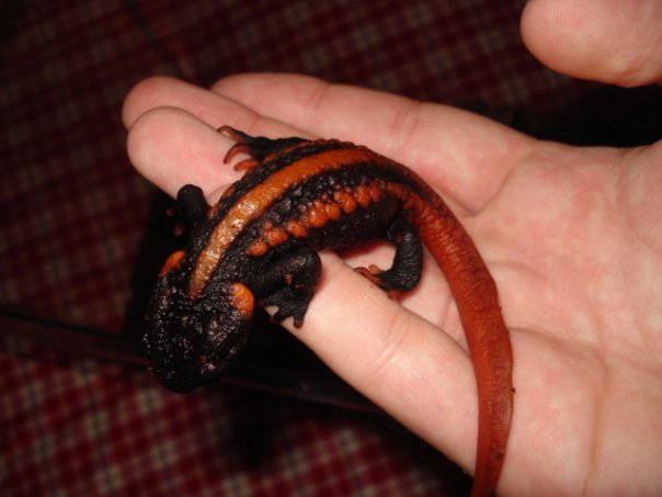 Knobby Newt