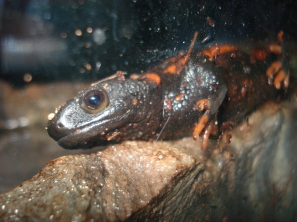 Knobby Newt