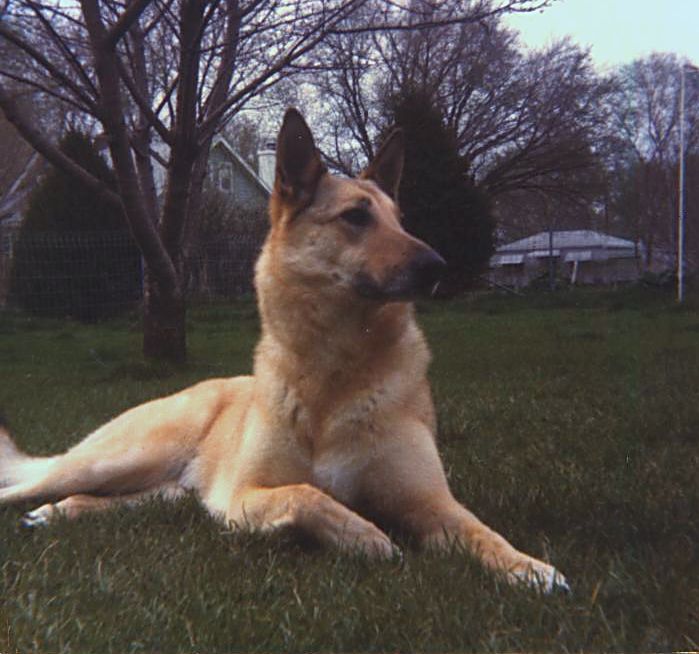 Koba.  She is a Ger. Shep x Akita.  I adopted her from the Nebraska Humane Society in 1975.  She was 8 wks old and near death.  The vets advised me to