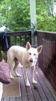 Kobuk July 2009.