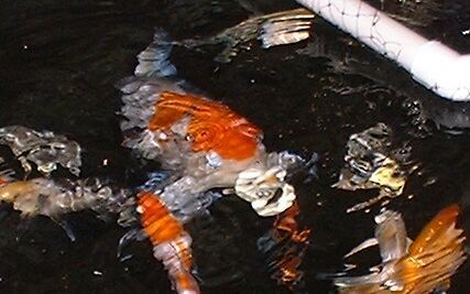 Koi with a binky - you don't see that every day!