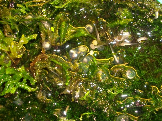 kweichowensis eggs