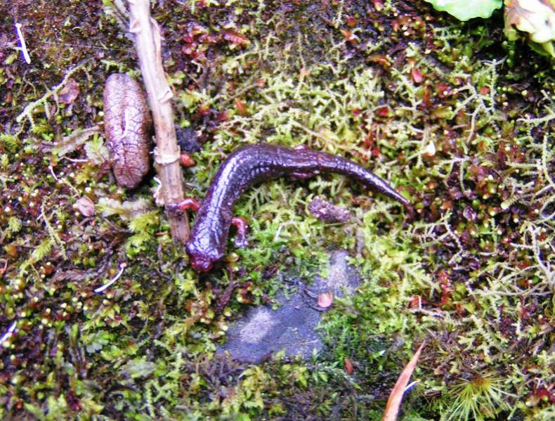 La Palma Salamander (Bolitoglossa subpalmata)