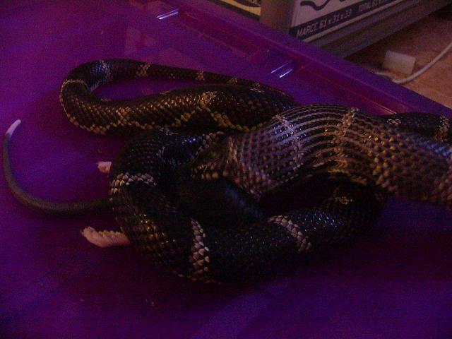 Lampropeltis getula goini eating rat.