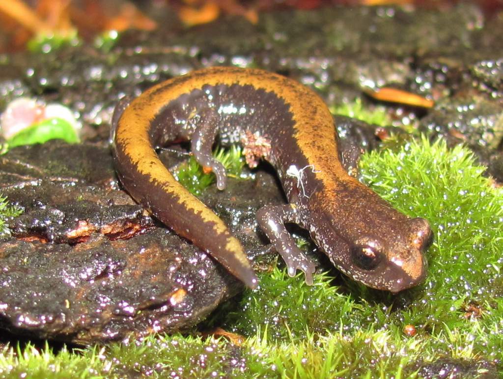 Larch Mountain Salamander