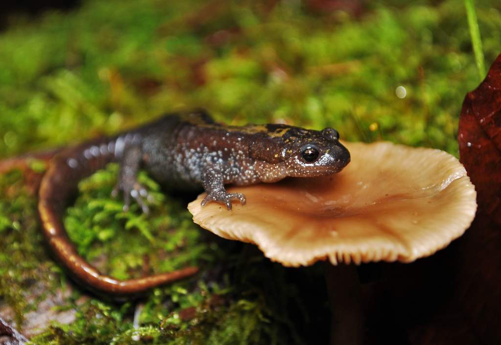 Large adult female Ambystoma m. macrodactylum