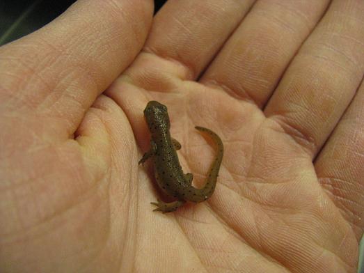 large eft with adult coloration coming in welll