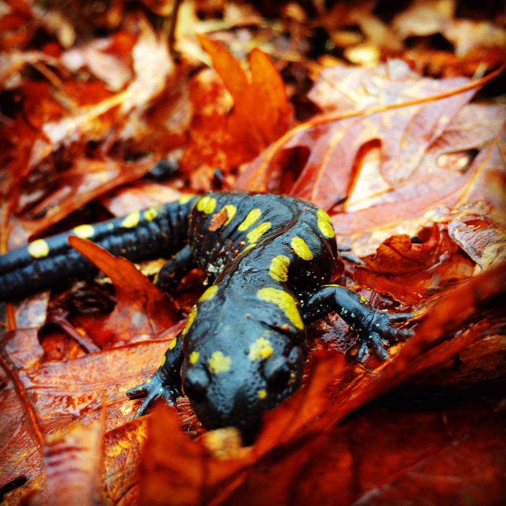 large spotted salamander  - lifer for me