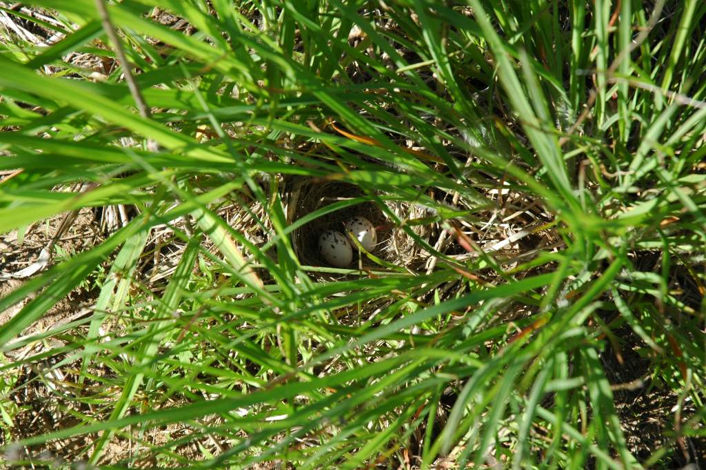 Lark sparrow nest