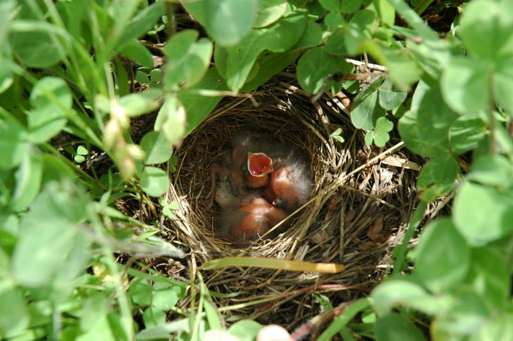 Lark sparrows