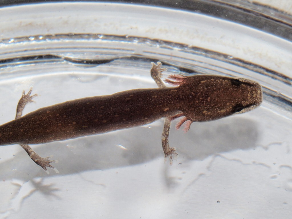 Larva of Necturus beyeri caught in a medium sized, first order, bottomland creek in a leaf litter trap.